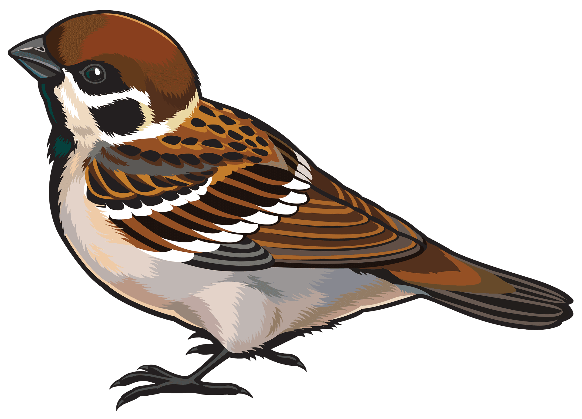 Sparrow